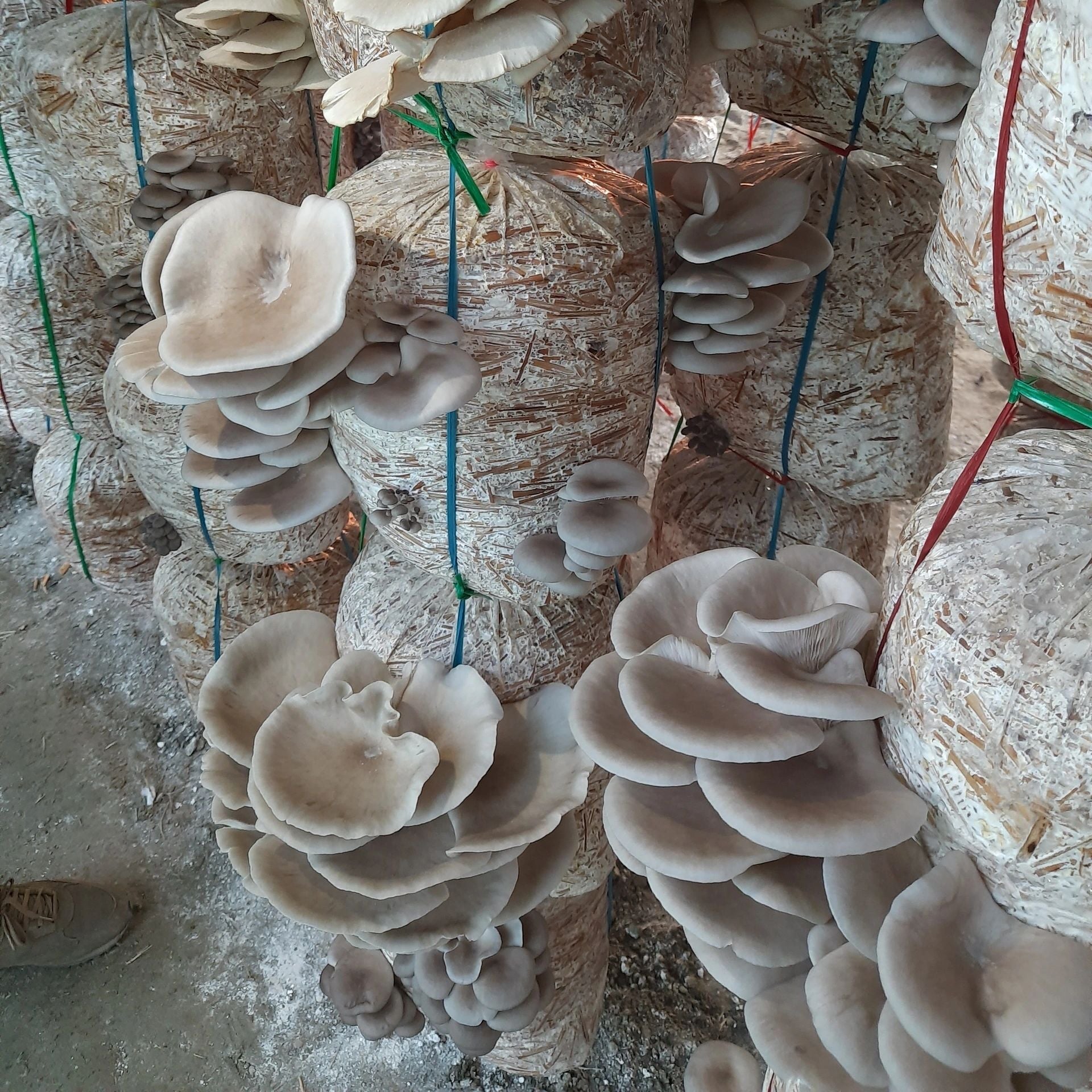 Home planted mushroom