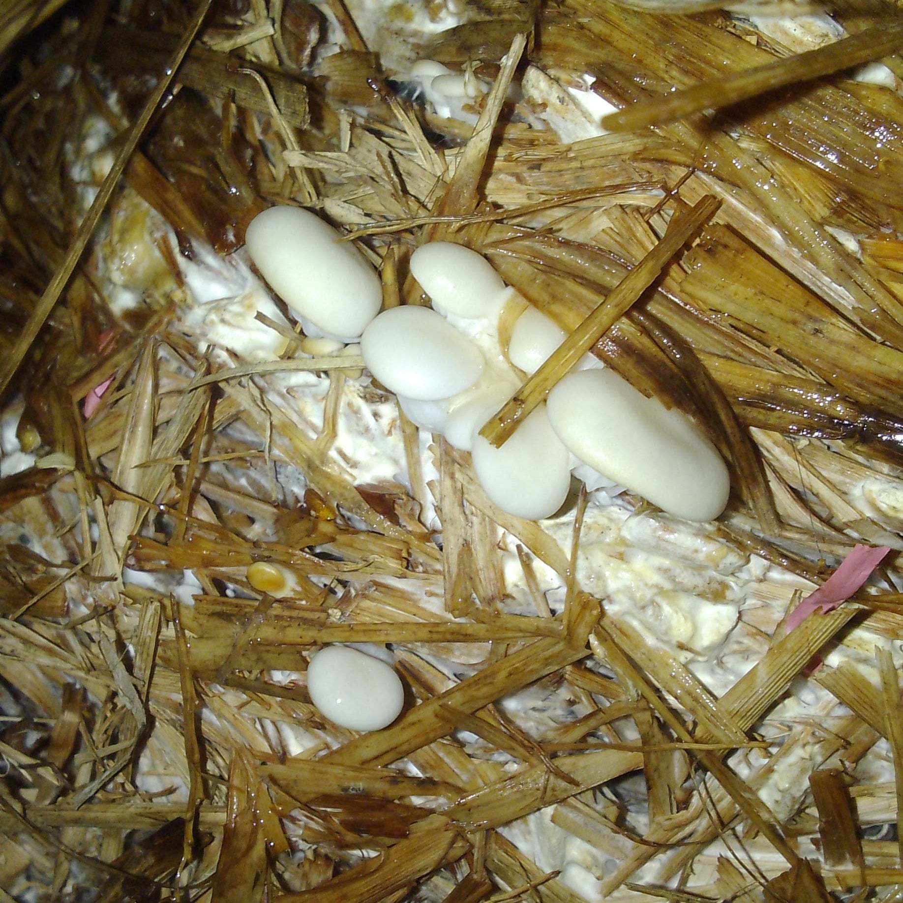 Home planted mushroom