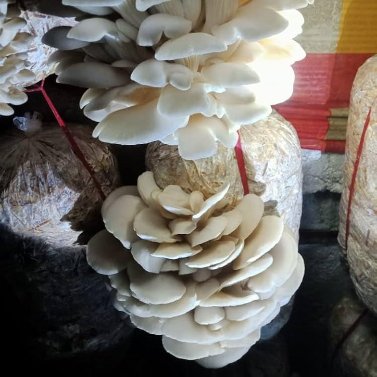 Home planted mushroom