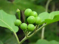 Turkey berry (theso kumbong)