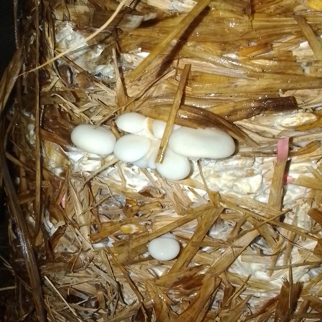 Home planted mushroom