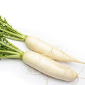 Radish (mula)