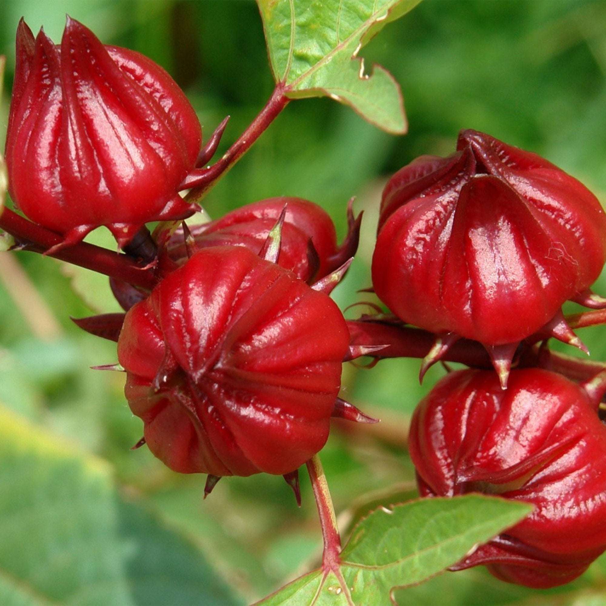 Roselle (hanserong)
