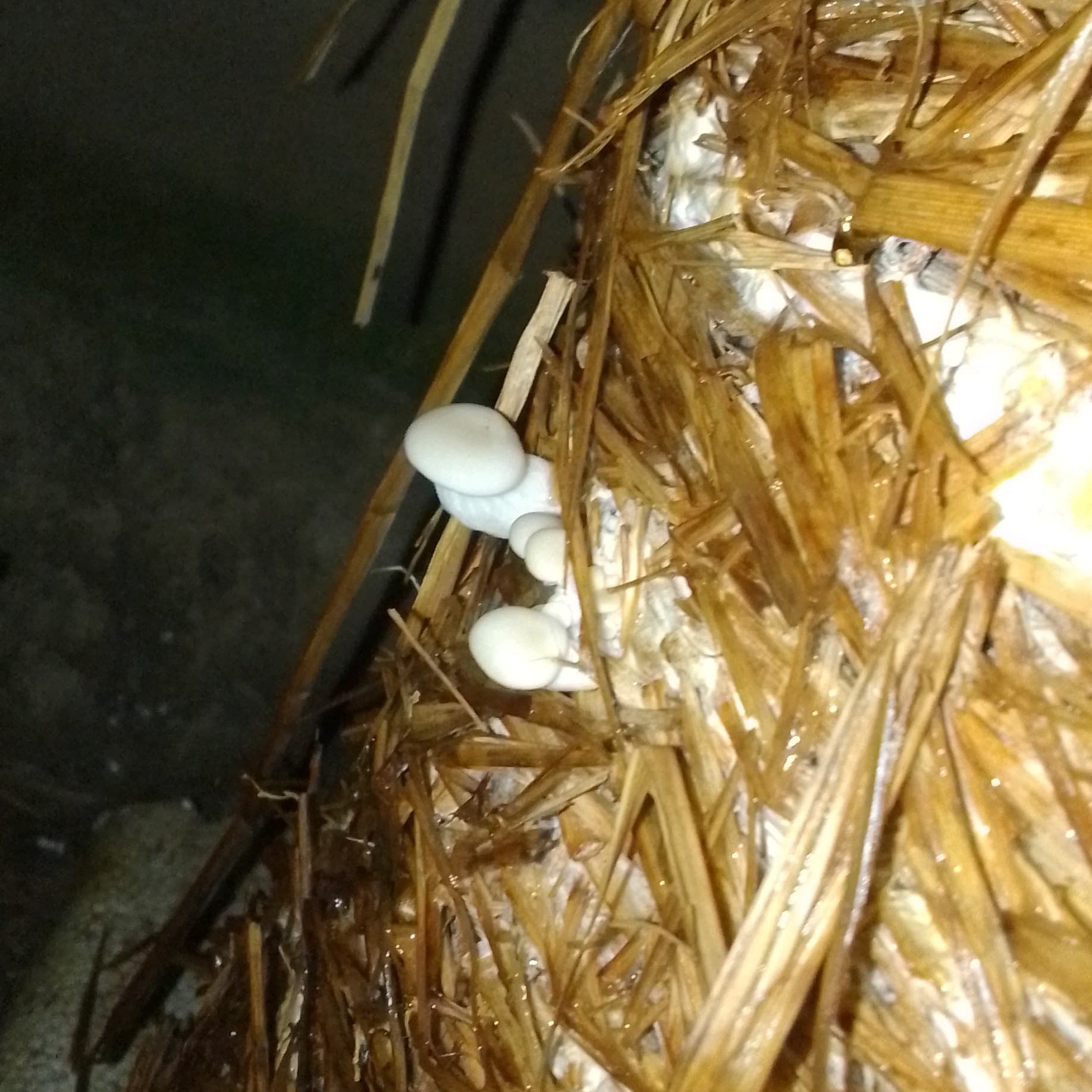 Home planted mushroom