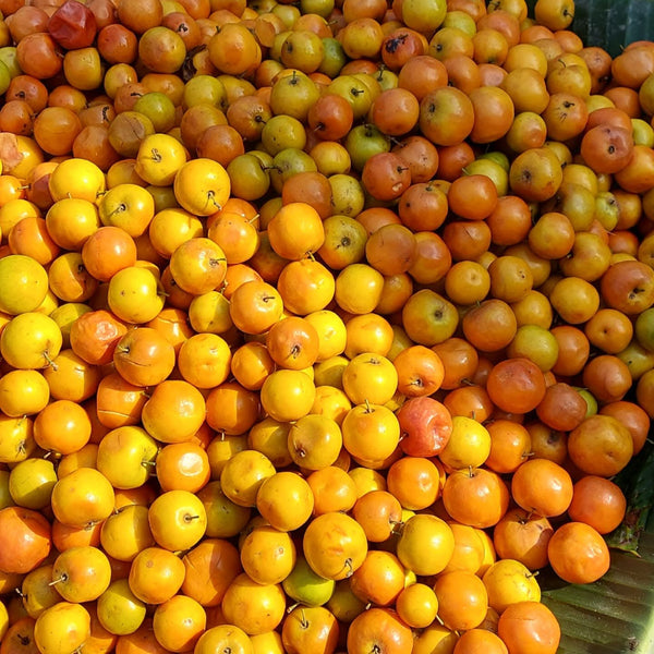 Jujube baries (Boguri)