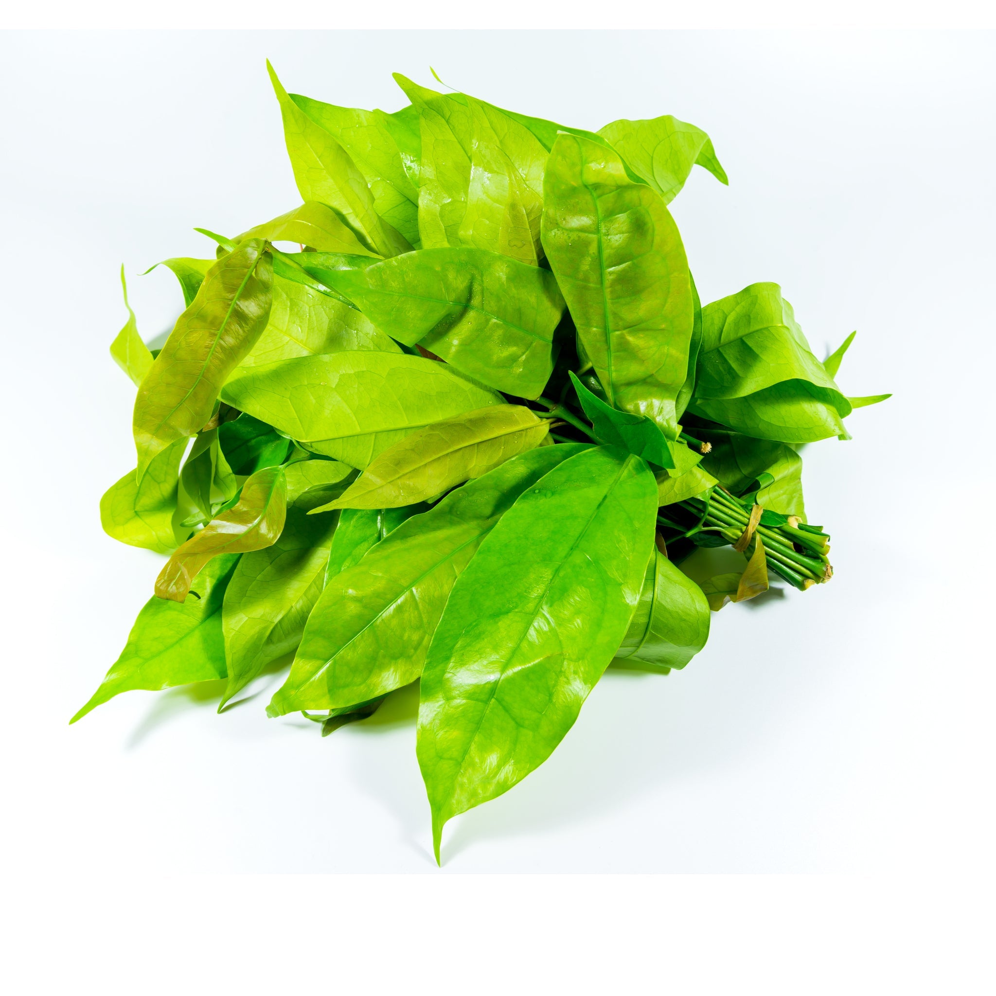 Melinjo leaves (hanthu)