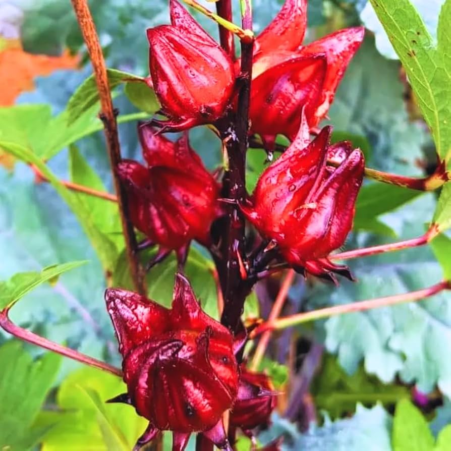 Roselle (hanserong)