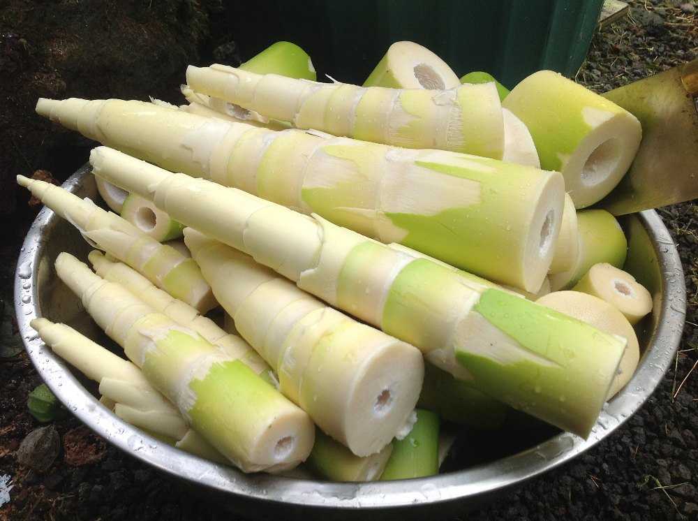 Bamboo shoots (hen-up)