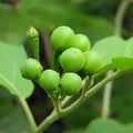 Turkey berry (theso kumbong)